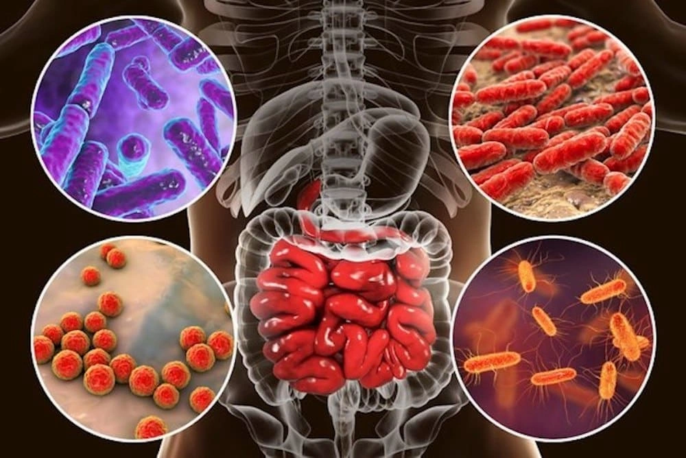 Human digestive system with close-up views of various gut bacteria in circular insets around the intestines