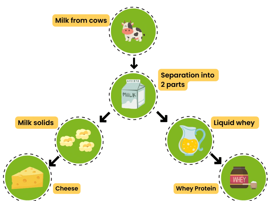 Flowchart showing whey protein is made by separating milk from cows into milk solids and liquid whey, then processing liquid whey into whey protein.